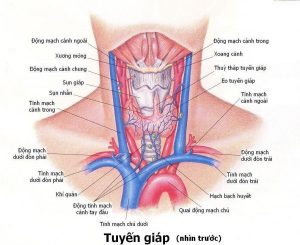 Tong hop nhung can benh ve tuyen giap thuong gap